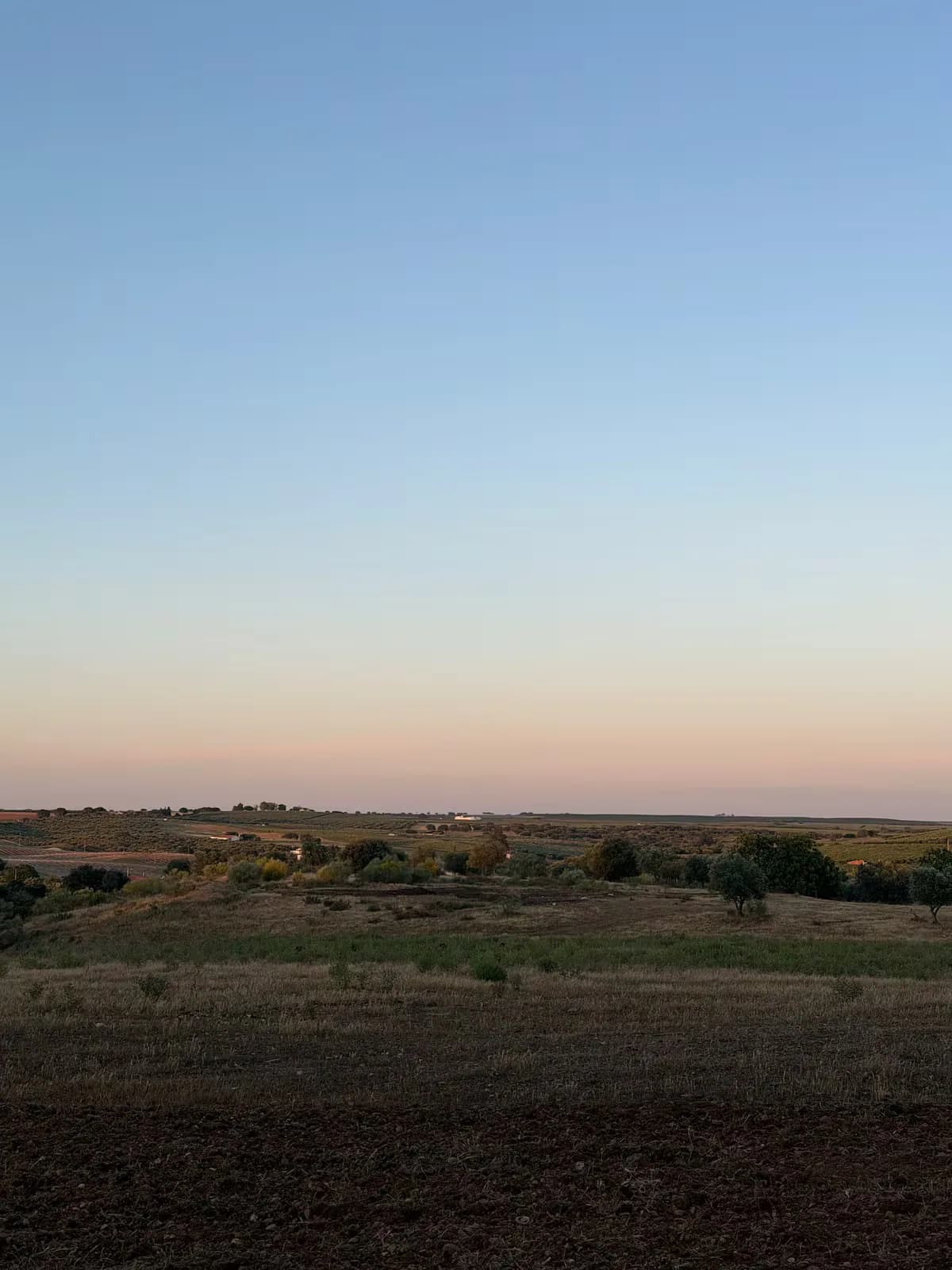 The entrance track lined with olive trees