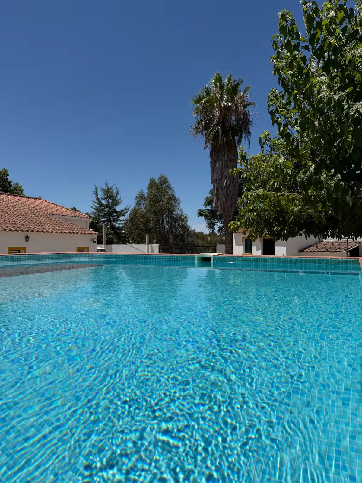 The pool ringed by palm trees